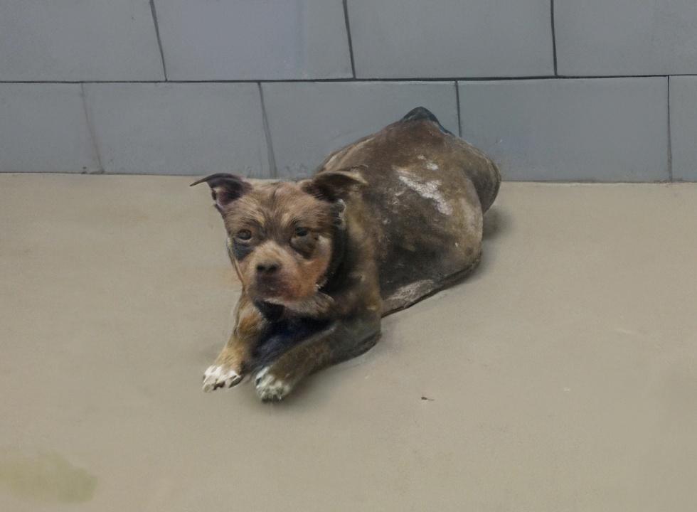 Caitirra, adopted, Adult Female Mixed Breed.