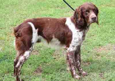 Enlarge Cash, a ADOPTABLE Brittany Spaniel in Fort Worth, TX image 2/2