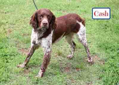 Cash, ADOPTABLE, Adult Male Brittany Spaniel.