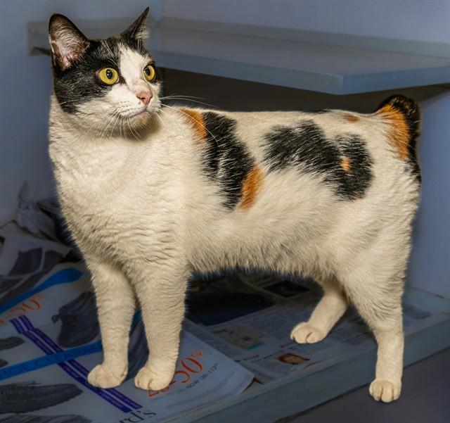 Enlarge COCO, a Adoptable mixed breed in Cookeville, TN image 1/1