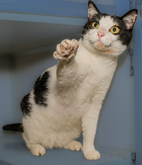 Enlarge COCO, a Adoptable mixed breed in Cookeville, TN image 1/1