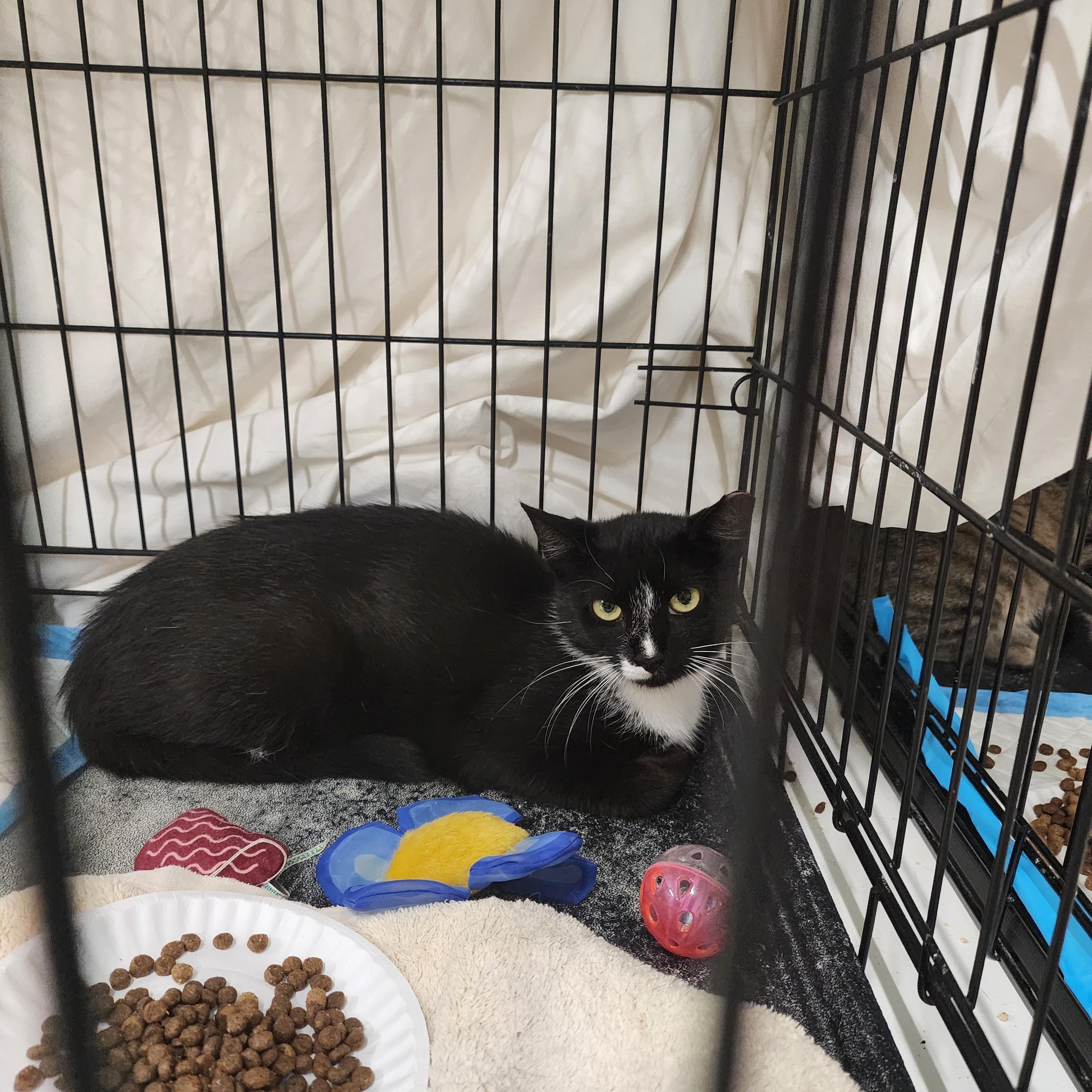 Big Mama & Little Mama, a ADOPTABLE American Shorthair in New York, NY image 6/6