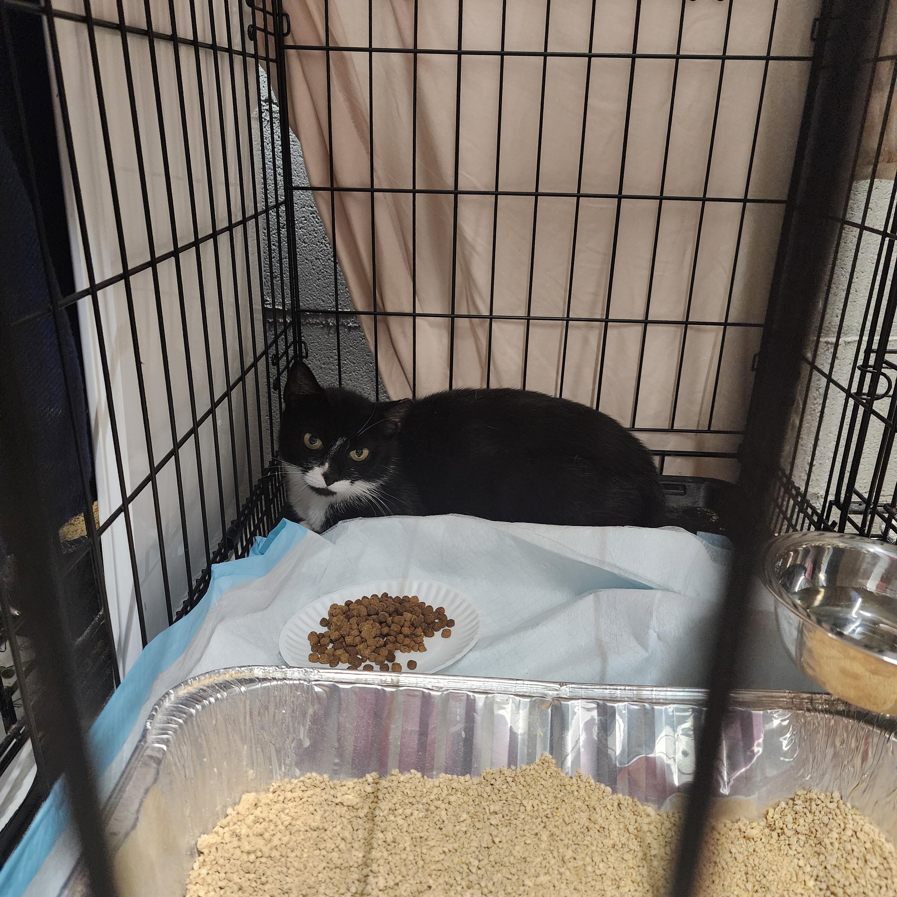 Big Mama & Little Mama, a ADOPTABLE American Shorthair in New York, NY image 5/6