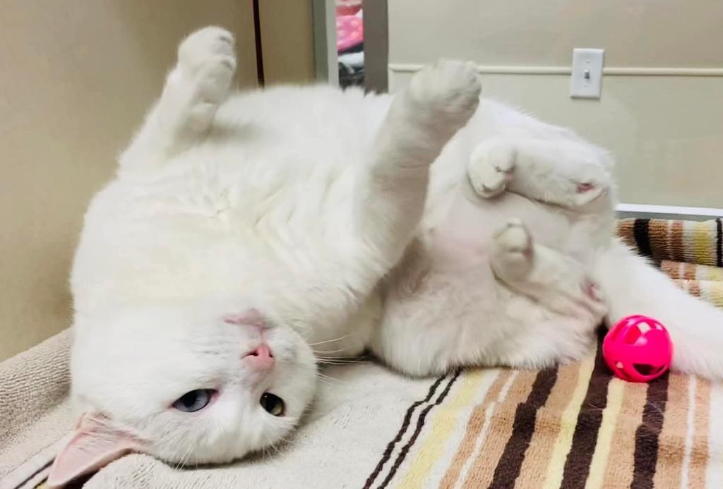 Enlarge Zuri *Sponsored Senior, a Adoptable mixed breed in Christiansburg, VA image 1/6