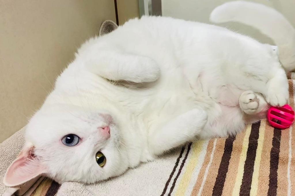 Enlarge Zuri *Sponsored Senior, a Adoptable mixed breed in Christiansburg, VA image 2/6