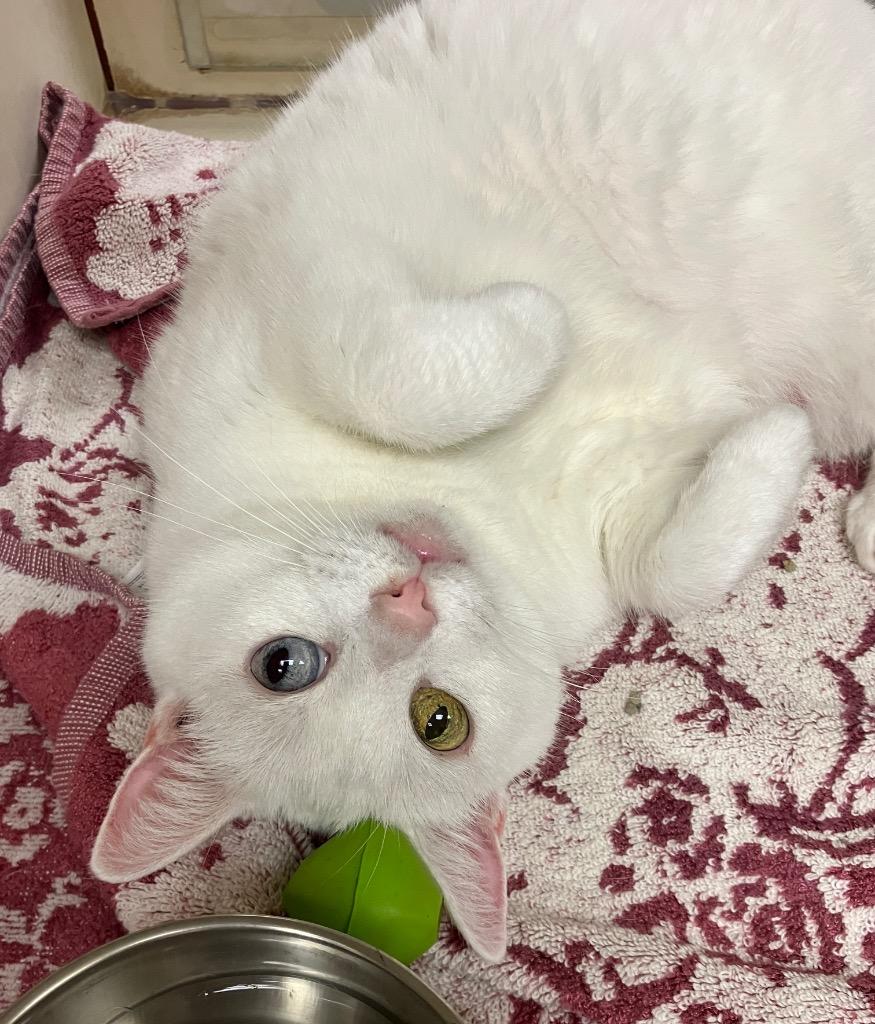 Enlarge Zuri *Sponsored Senior, a Adoptable mixed breed in Christiansburg, VA image 3/5