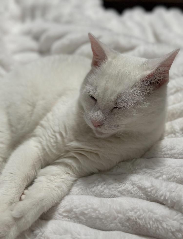 Enlarge Zuri *Sponsored Senior, a Adoptable mixed breed in Christiansburg, VA image 3/6