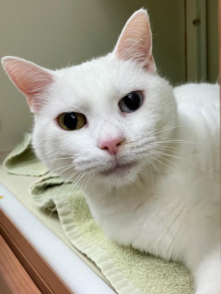 Enlarge Zuri *Sponsored Senior, a Adoptable mixed breed in Christiansburg, VA image 5/6