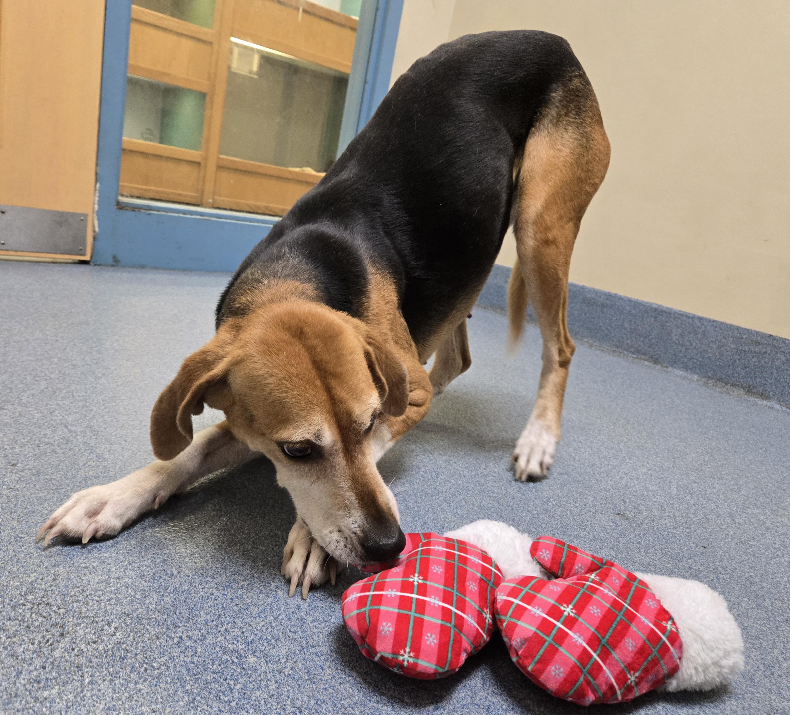 Pancake, a Adoptable Hound in Suffolk, VA image 1/2