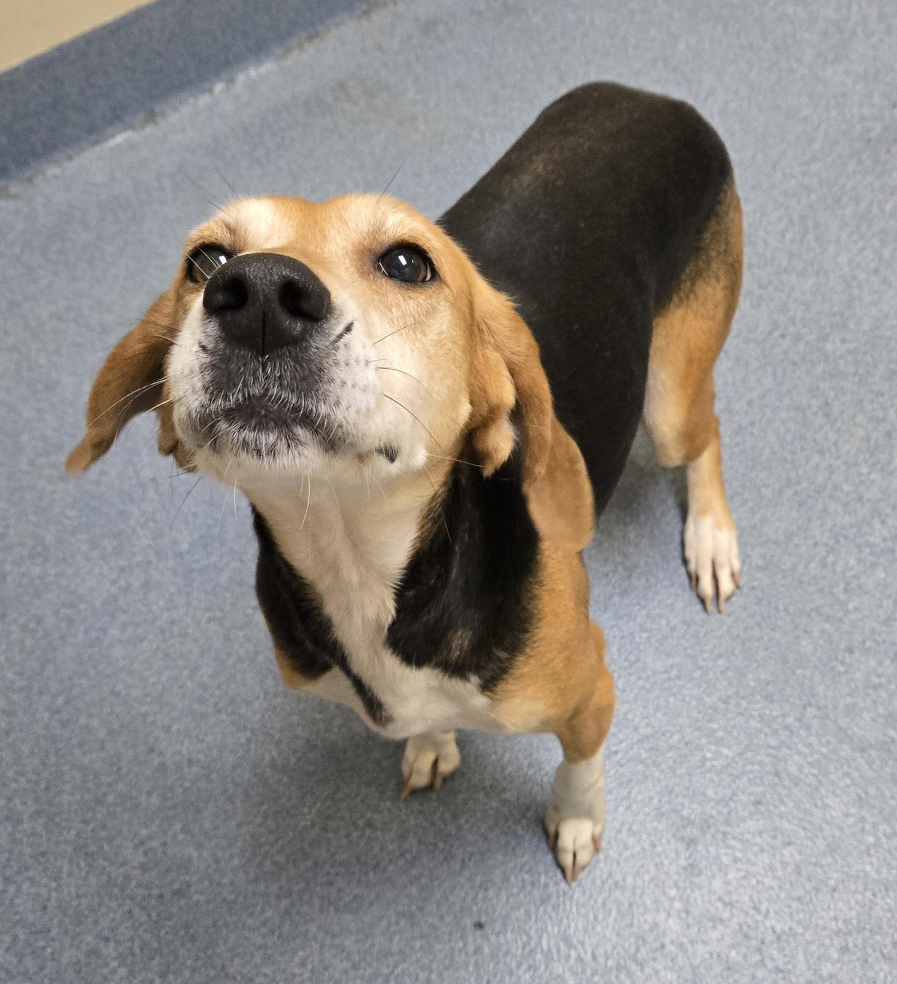 Pancake, a Adoptable Hound in Suffolk, VA image 2/2