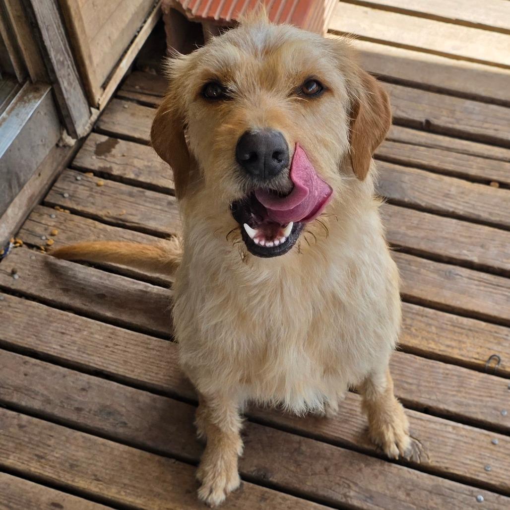 Sammy, Adoptable, Adult Male Yellow Labrador Retriever & Standard Poodle.