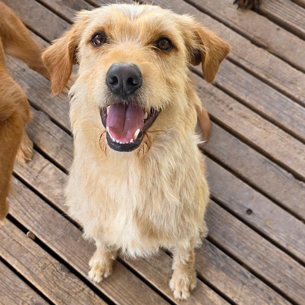 Enlarge Sammy, a Adoptable mixed breed in Goltry, OK image 2/4