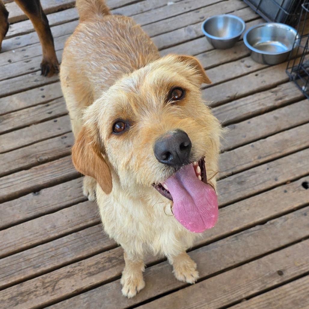 Enlarge Sammy, a Adoptable mixed breed in Goltry, OK image 3/4