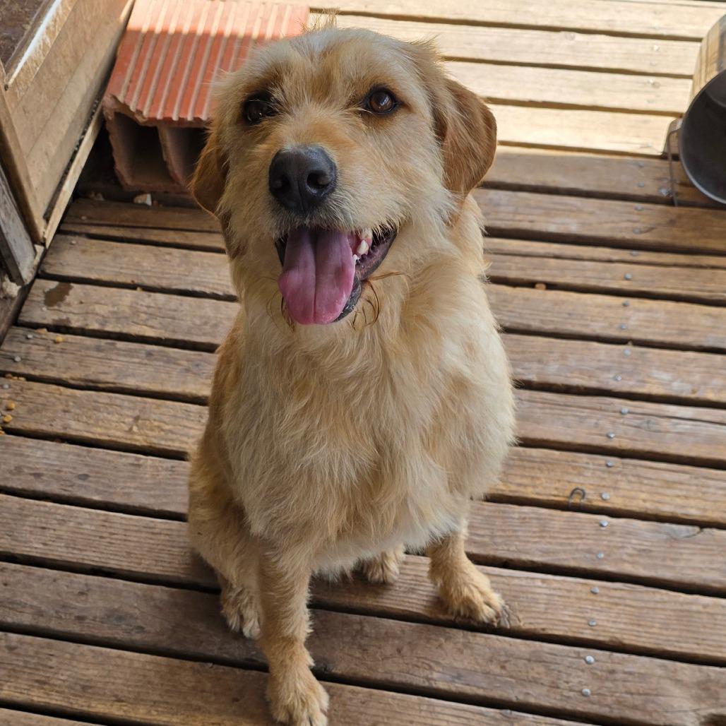 Enlarge Sammy, a Adoptable mixed breed in Goltry, OK image 4/4