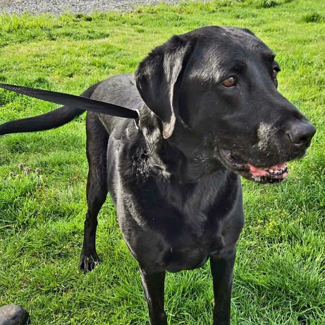 Kali, Adoptable, Senior Female Labrador Retriever.