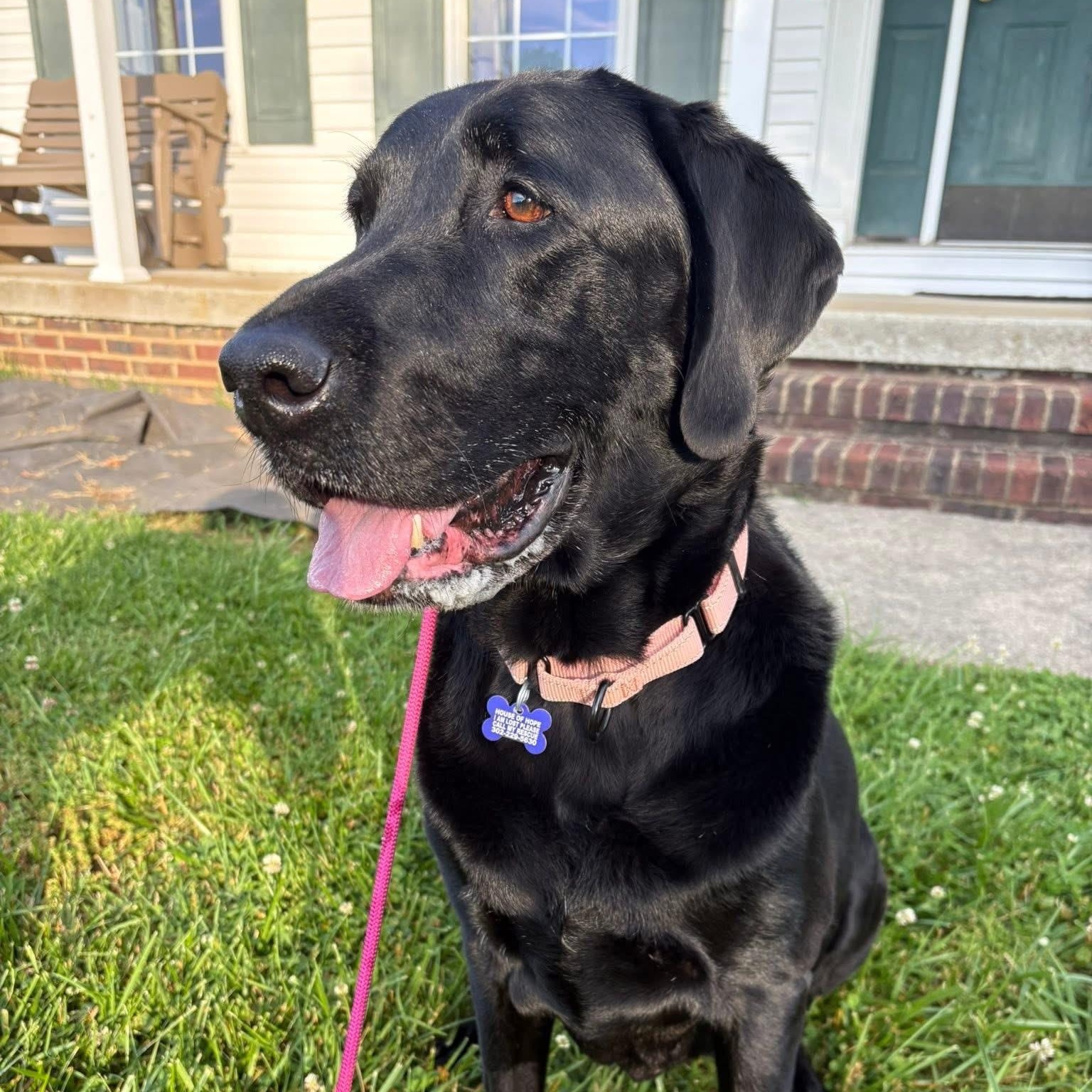 Kali, a Adoptable mixed breed in Elkton, MD image 2/4
