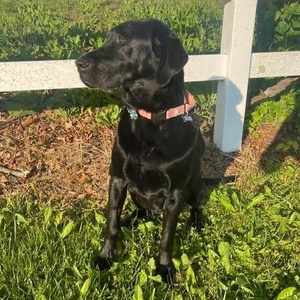 Kali, a Adoptable mixed breed in Elkton, MD image 4/4