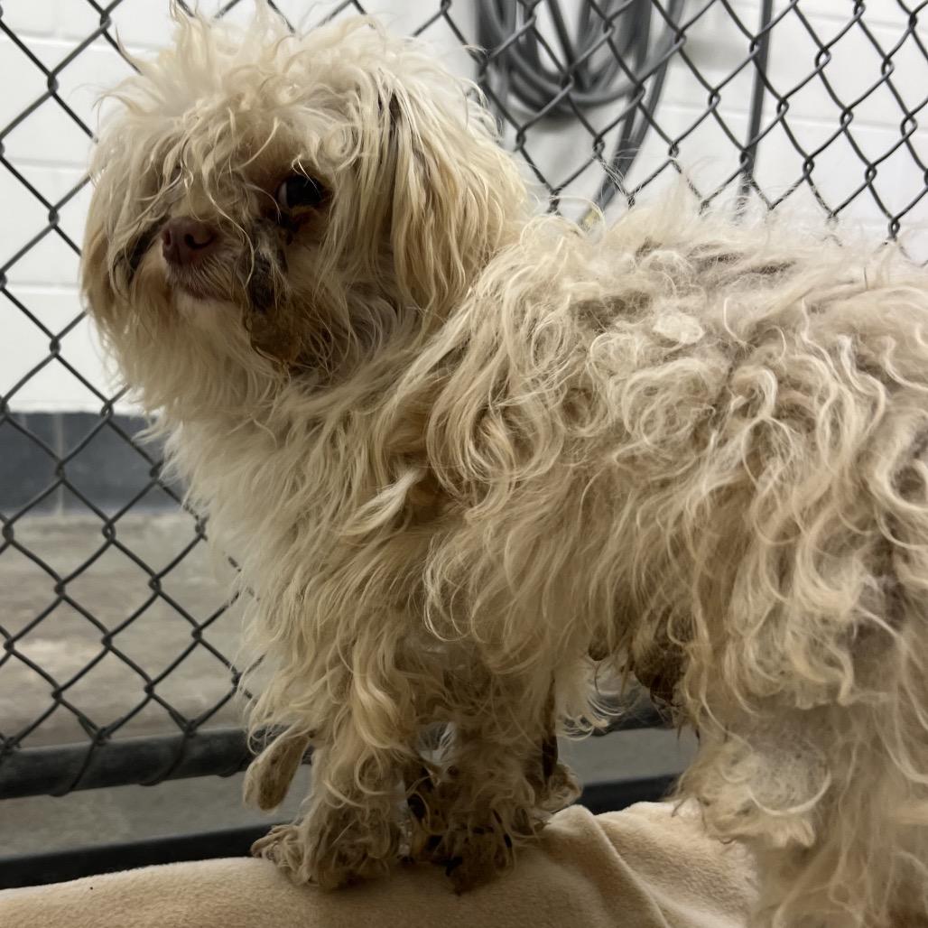 Enlarge Great White Shark, a Adoptable mixed breed in Manhattan, KS image 2/4