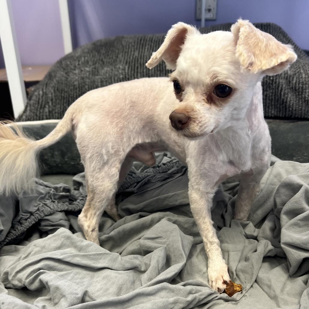 Enlarge Great White Shark, a Adoptable mixed breed in Manhattan, KS image 3/4