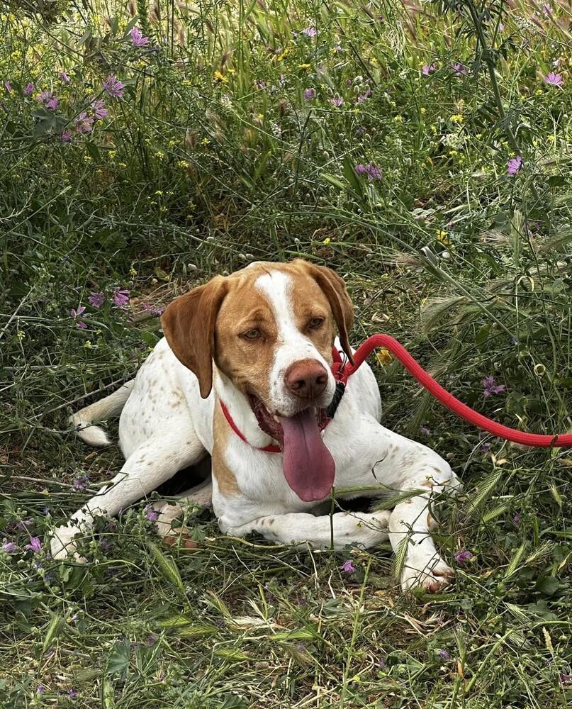 Available for Adoption -  Russell (MI, USA), Adoptable, Young Male Pointer.
