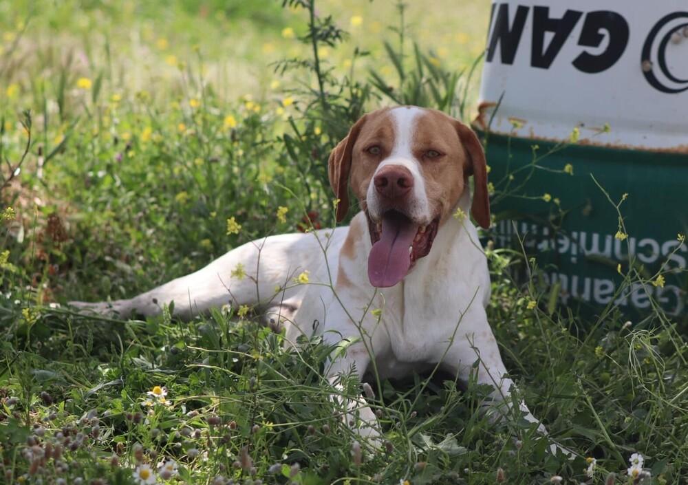 Enlarge Available for Adoption -  Russell (MI, USA), a Adoptable Pointer in Chelsea, MI image 2/5