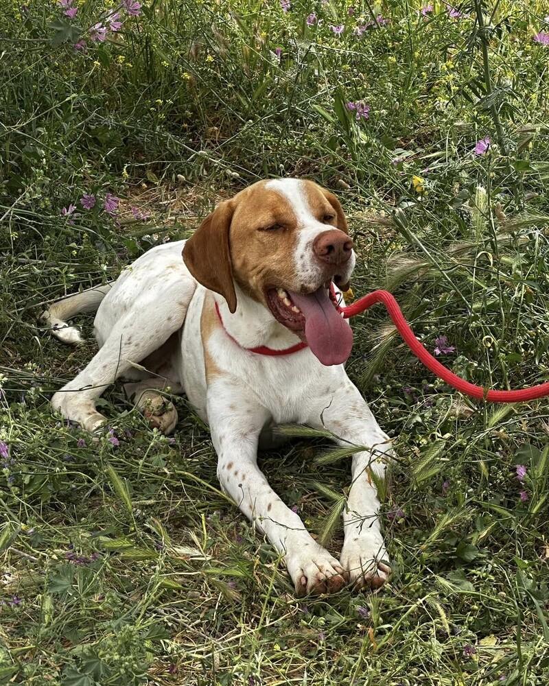 Enlarge Available for Adoption -  Russell (MI, USA), a Adoptable Pointer in Chelsea, MI image 3/5