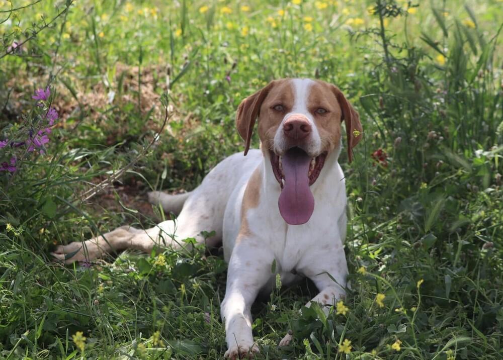 Enlarge Available for Adoption -  Russell (MI, USA), a Adoptable Pointer in Chelsea, MI image 4/5