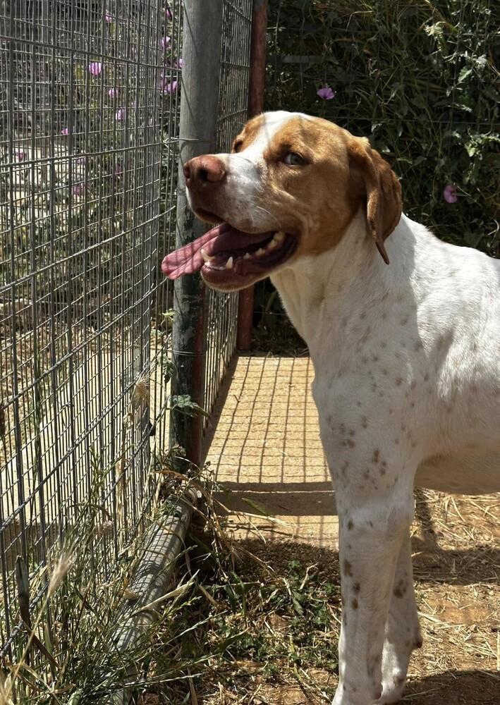 Enlarge Available for Adoption -  Russell (MI, USA), a Adoptable Pointer in Chelsea, MI image 5/5