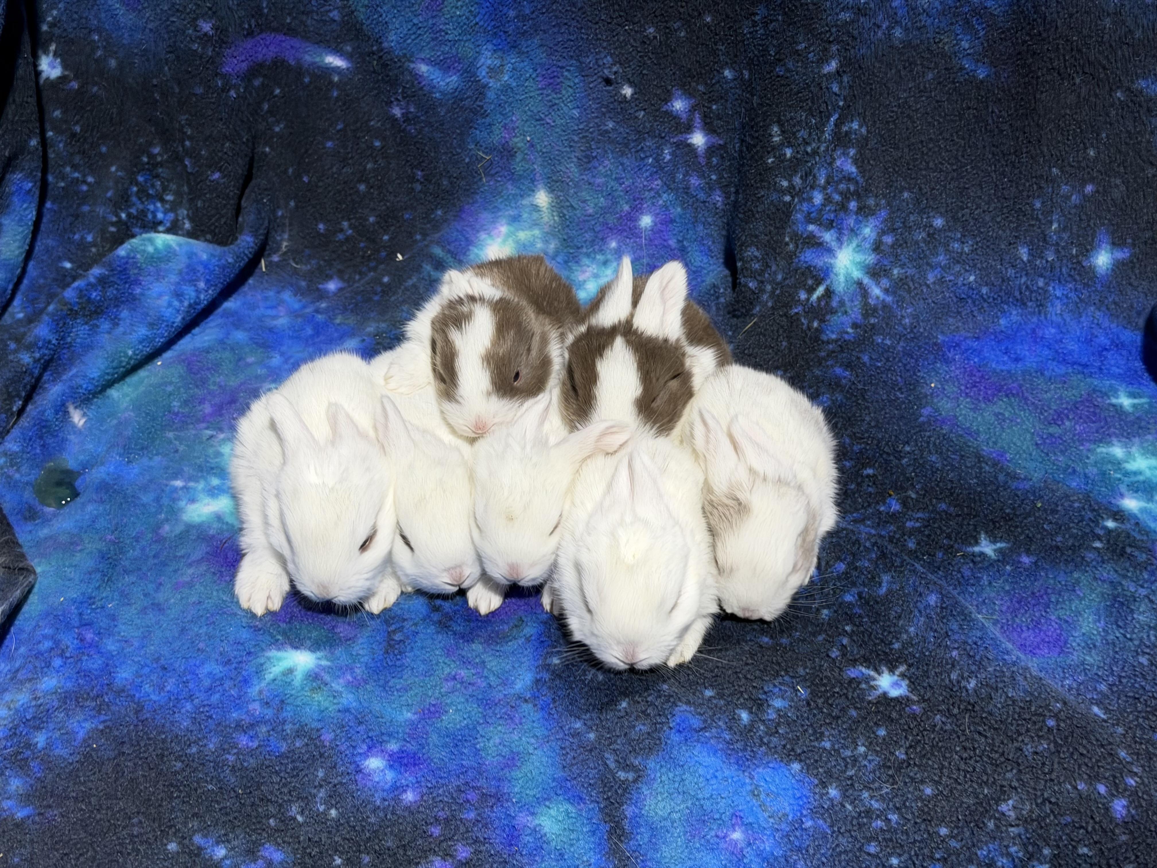 Baby rabbits (available march 2026), a ADOPTABLE mixed breed in Howell, NJ image 1/5