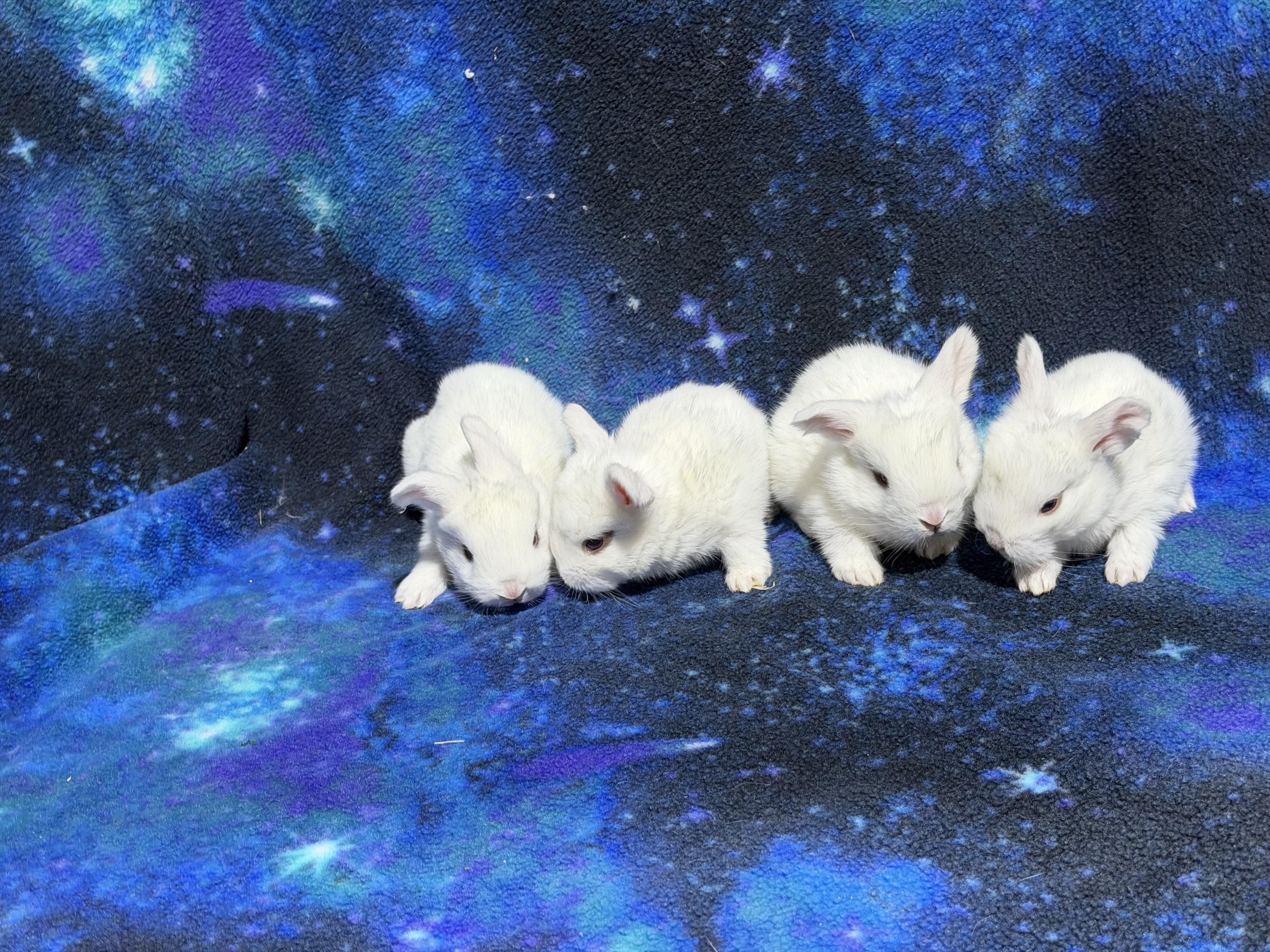 Baby rabbits (available march 2026), a ADOPTABLE mixed breed in Howell, NJ image 4/5