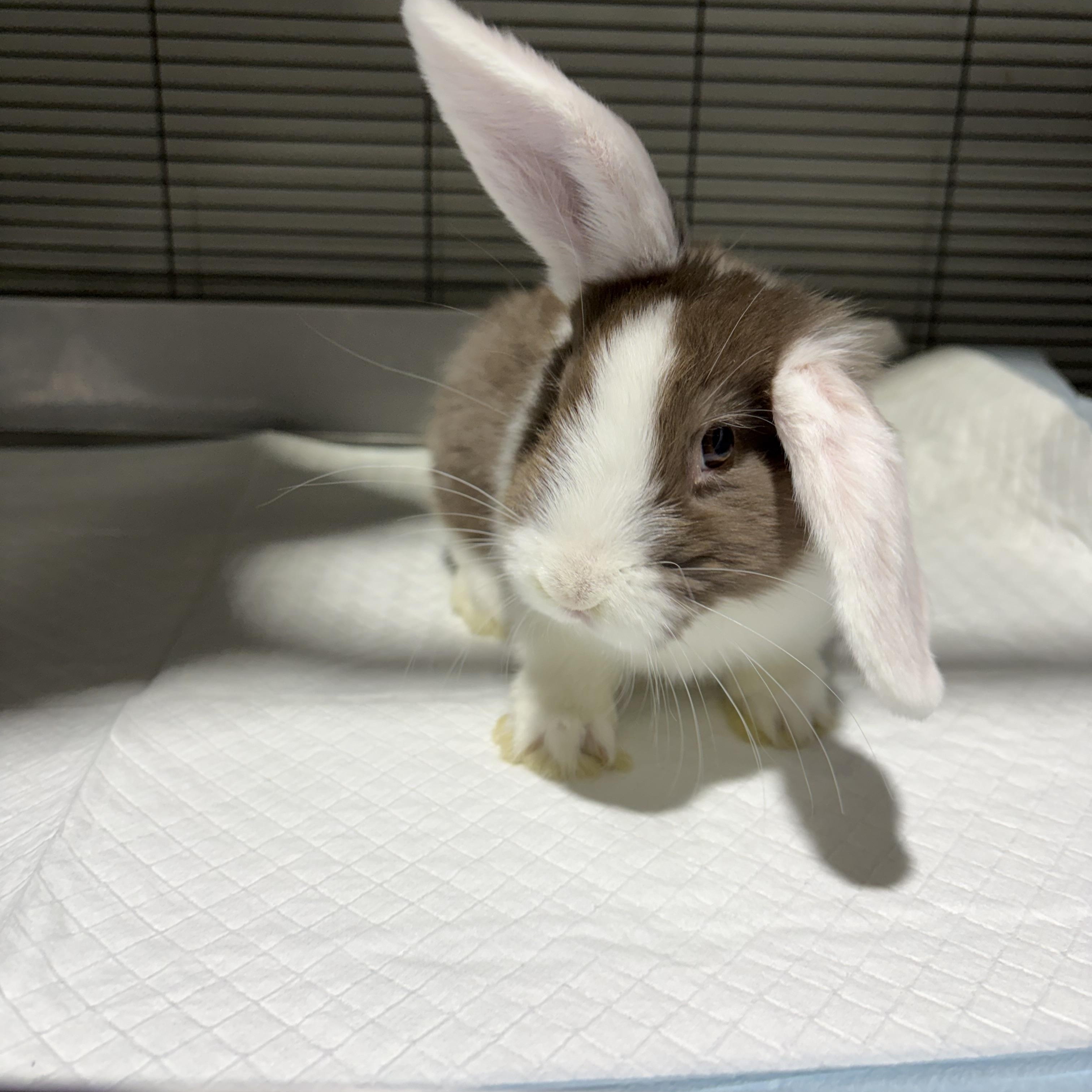Enlarge Baby rabbits, a ADOPTABLE mixed breed in Howell, NJ image 3/4