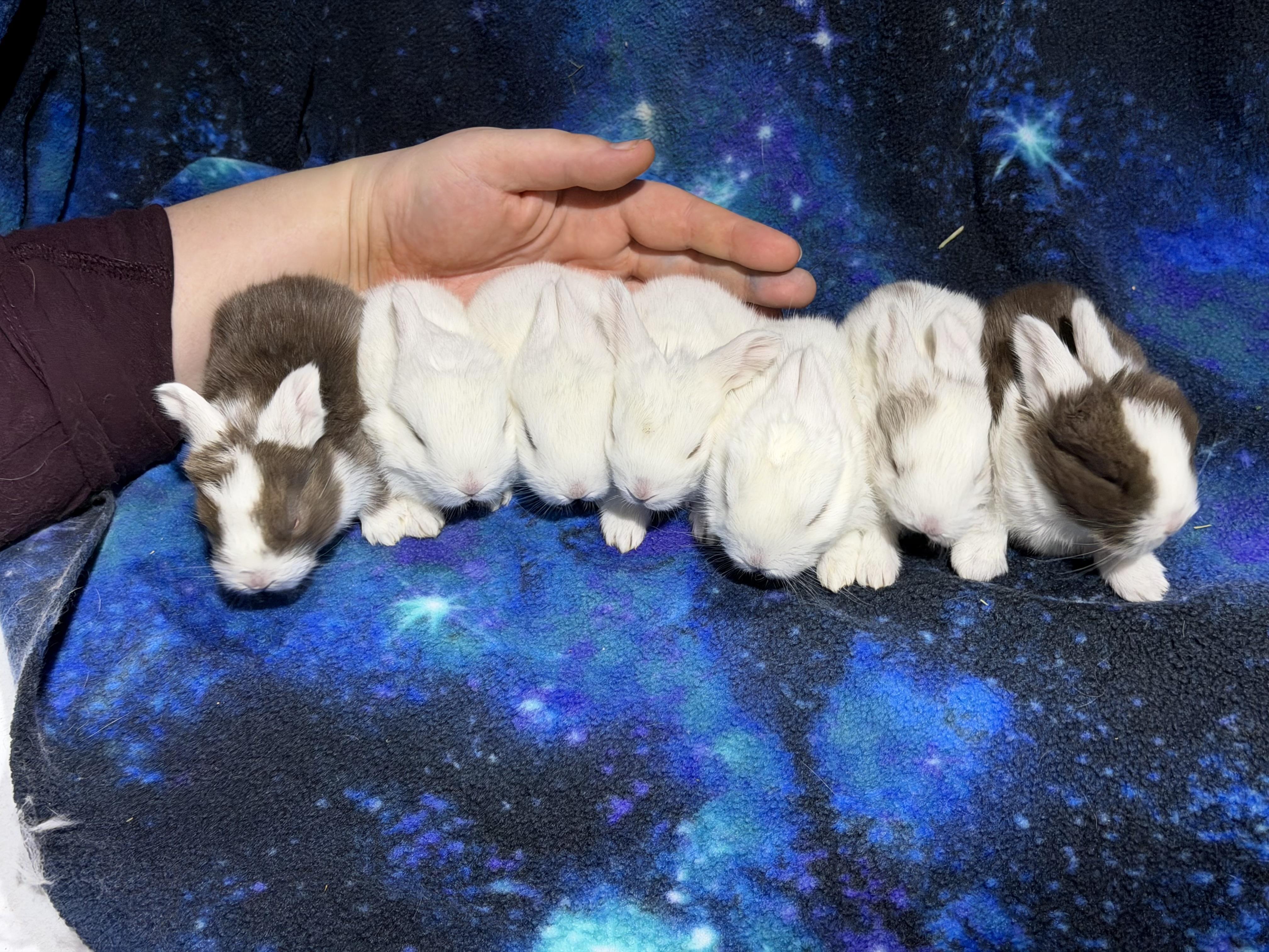 Baby rabbits (available march 2026), a ADOPTABLE mixed breed in Howell, NJ image 2/5