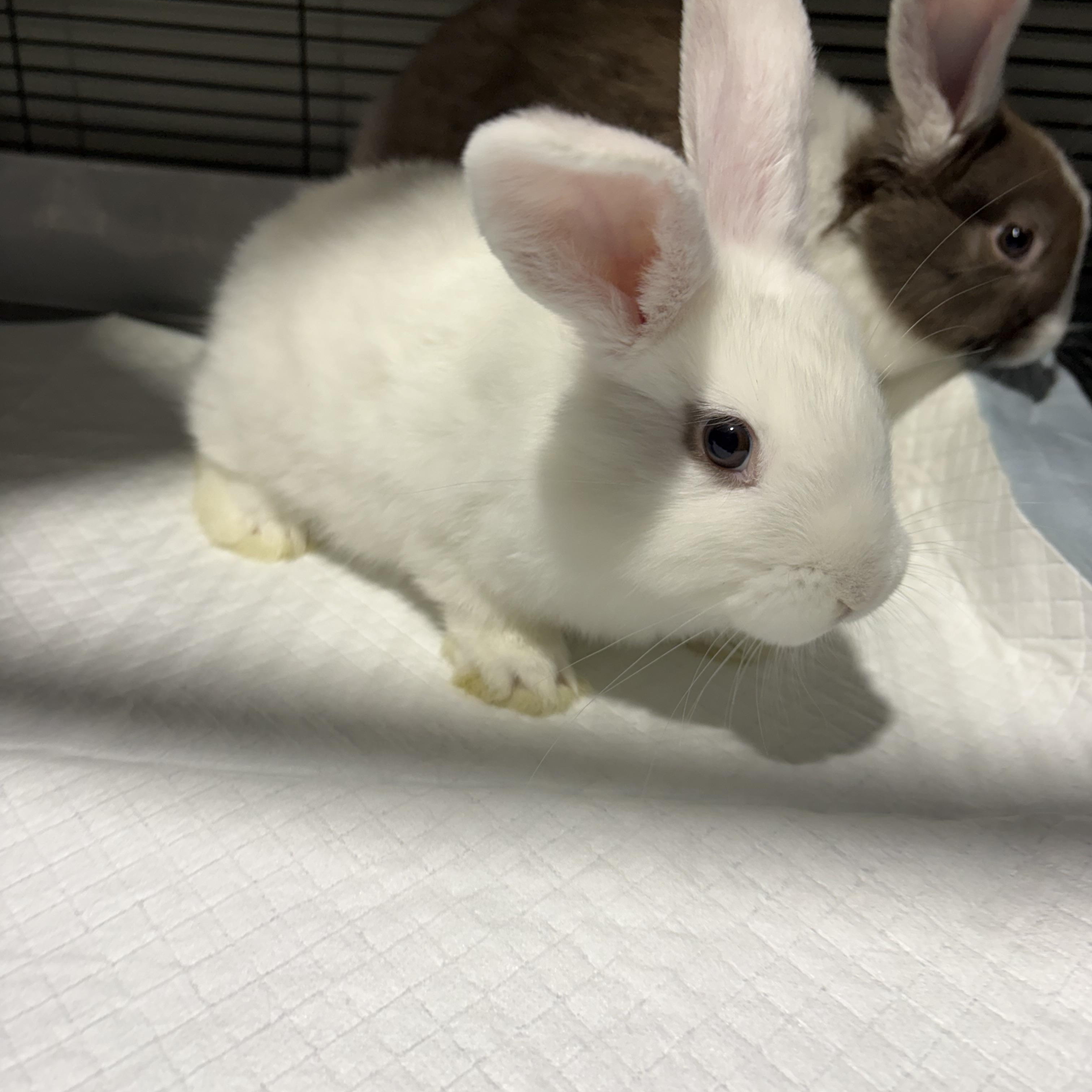 Enlarge Baby rabbits, a ADOPTABLE mixed breed in Howell, NJ image 1/4