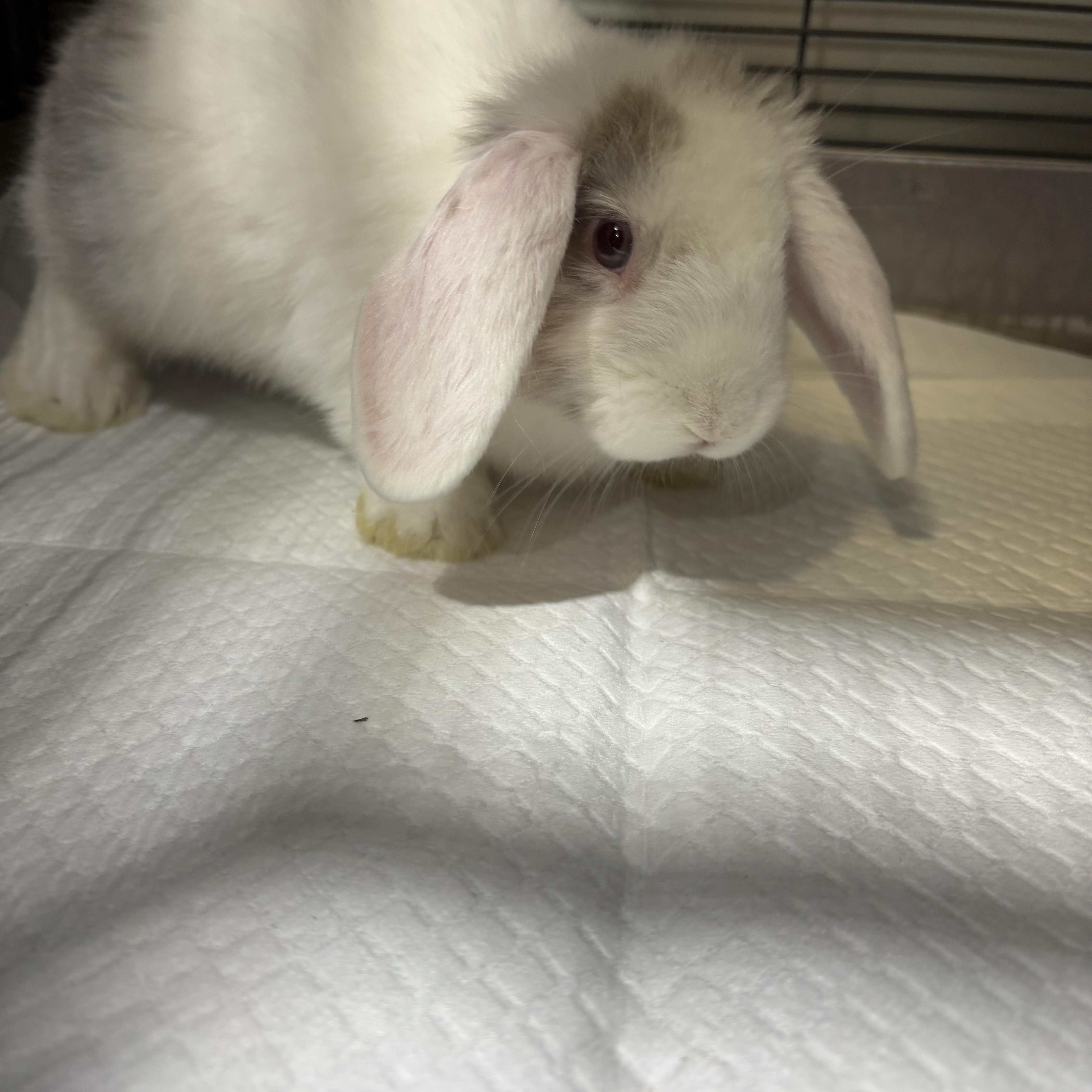 Enlarge Baby rabbits, a ADOPTABLE mixed breed in Howell, NJ image 4/4