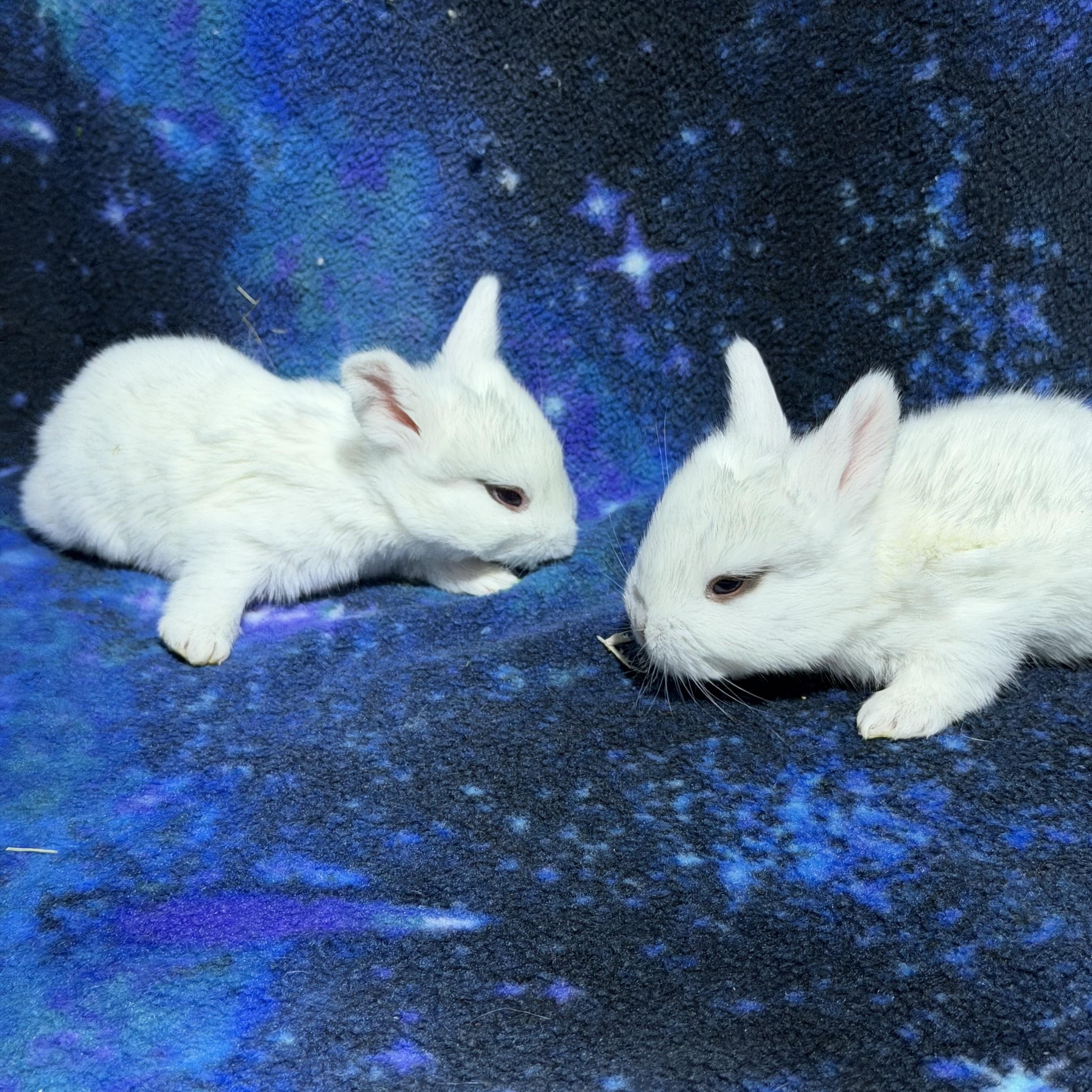 Baby rabbits (available march 2026), a ADOPTABLE mixed breed in Howell, NJ image 3/5