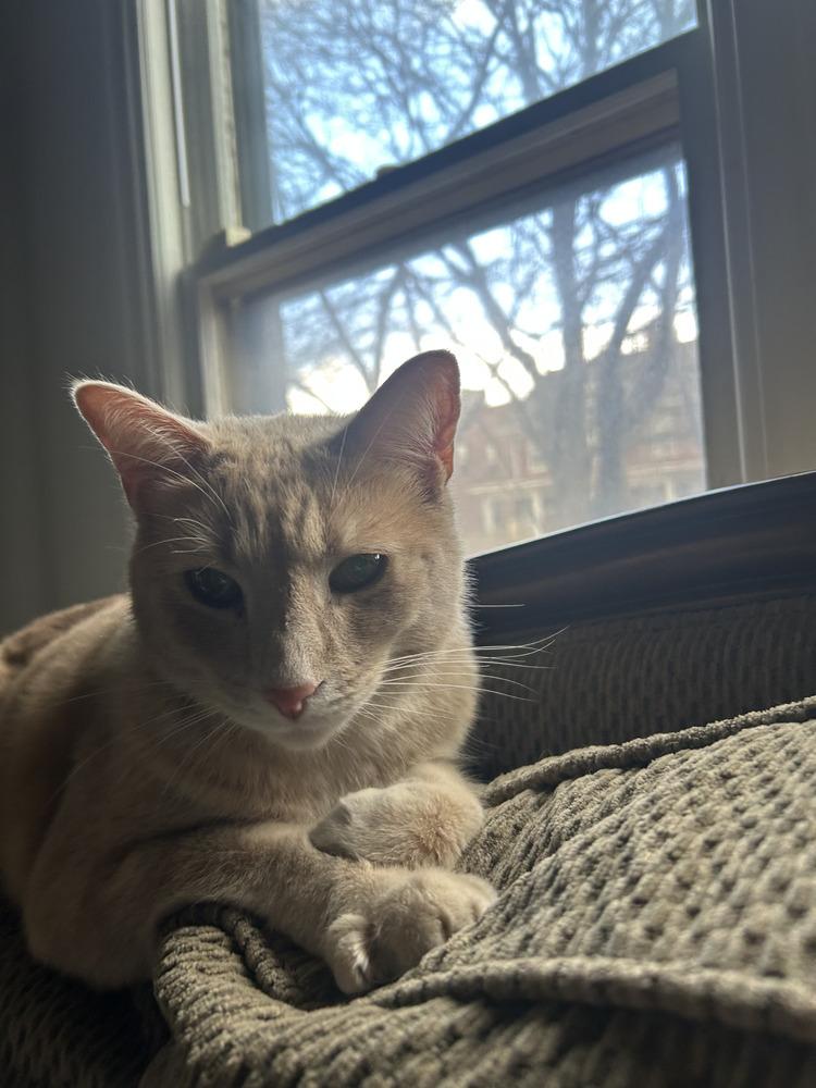 Loki, Adoptable, Adult Male Domestic Short Hair.