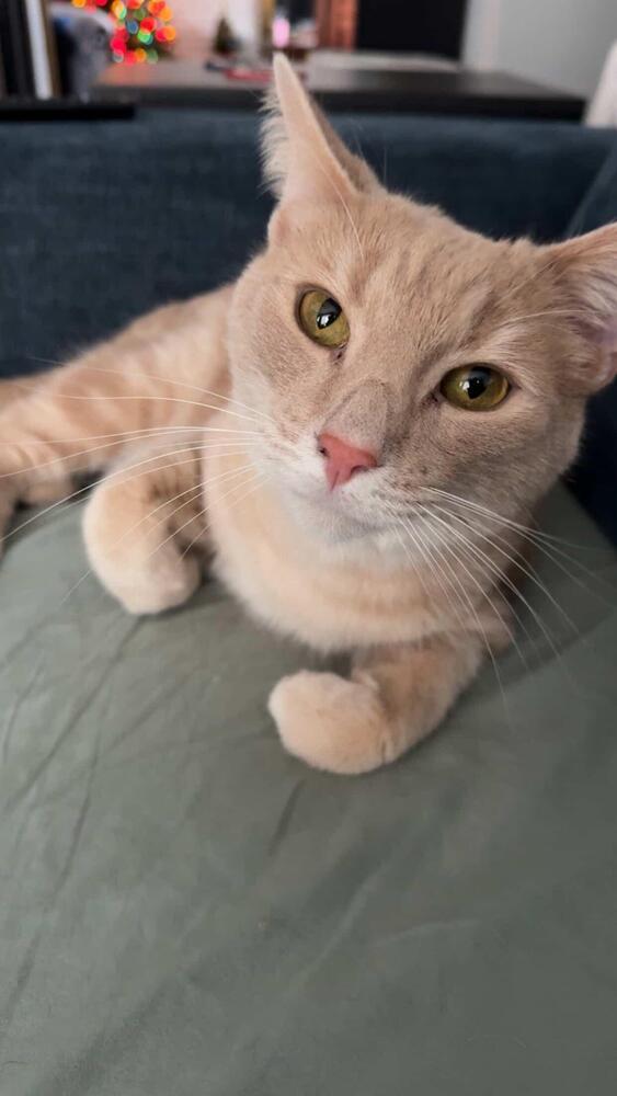Enlarge Loki, a Adoptable Domestic Short Hair in Oak Park, MI image 1/1
