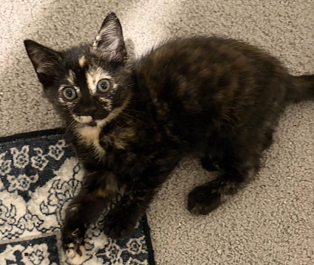 Goggles, Adoptable, Kitten Female Domestic Short Hair.
