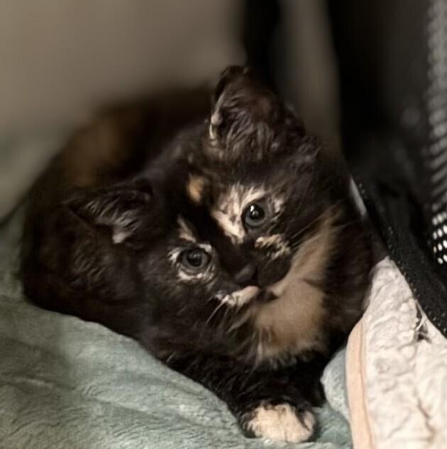 Enlarge Goggles, a Adoptable mixed breed in Statesville, NC image 3/3