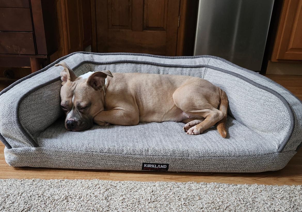 Enlarge Ayla **BLIND**, a Adoptable mixed breed in Mendham, NJ image 3/3