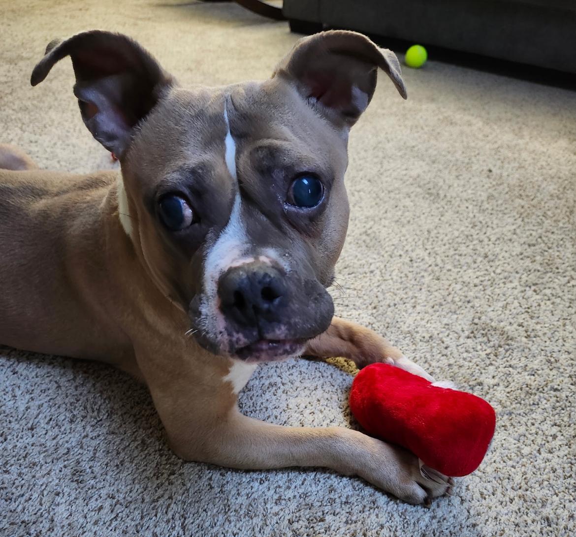 Enlarge Ayla **BLIND**, a Adoptable mixed breed in Mendham, NJ image 1/3