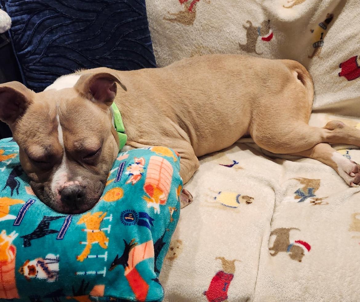 Enlarge Ayla **BLIND**, a Adoptable mixed breed in Mendham, NJ image 2/3