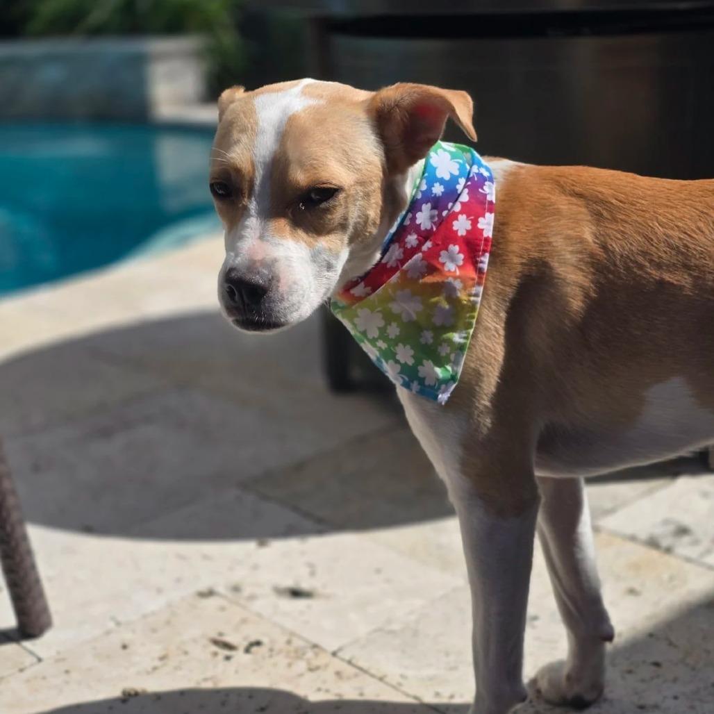 Enlarge Blossom, a Adoptable Mixed Breed in Jacksonville Beach, FL image 1/6
