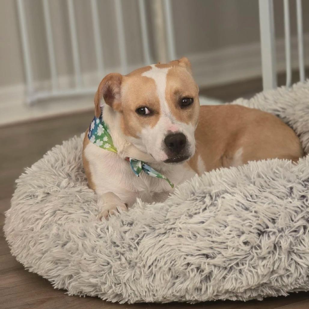 Enlarge Blossom, a Adoptable Mixed Breed in Jacksonville Beach, FL image 2/6