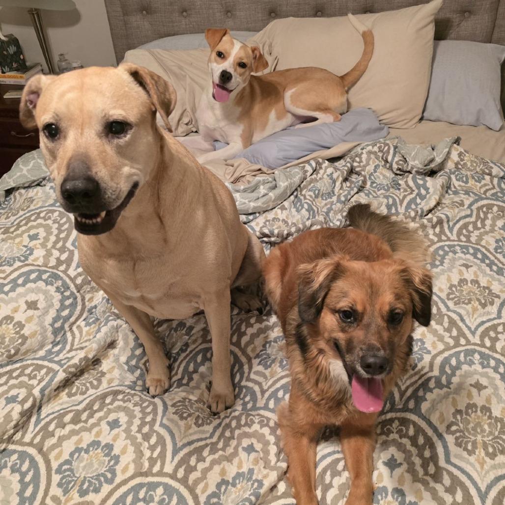 Enlarge Blossom, a Adoptable Mixed Breed in Jacksonville Beach, FL image 3/6