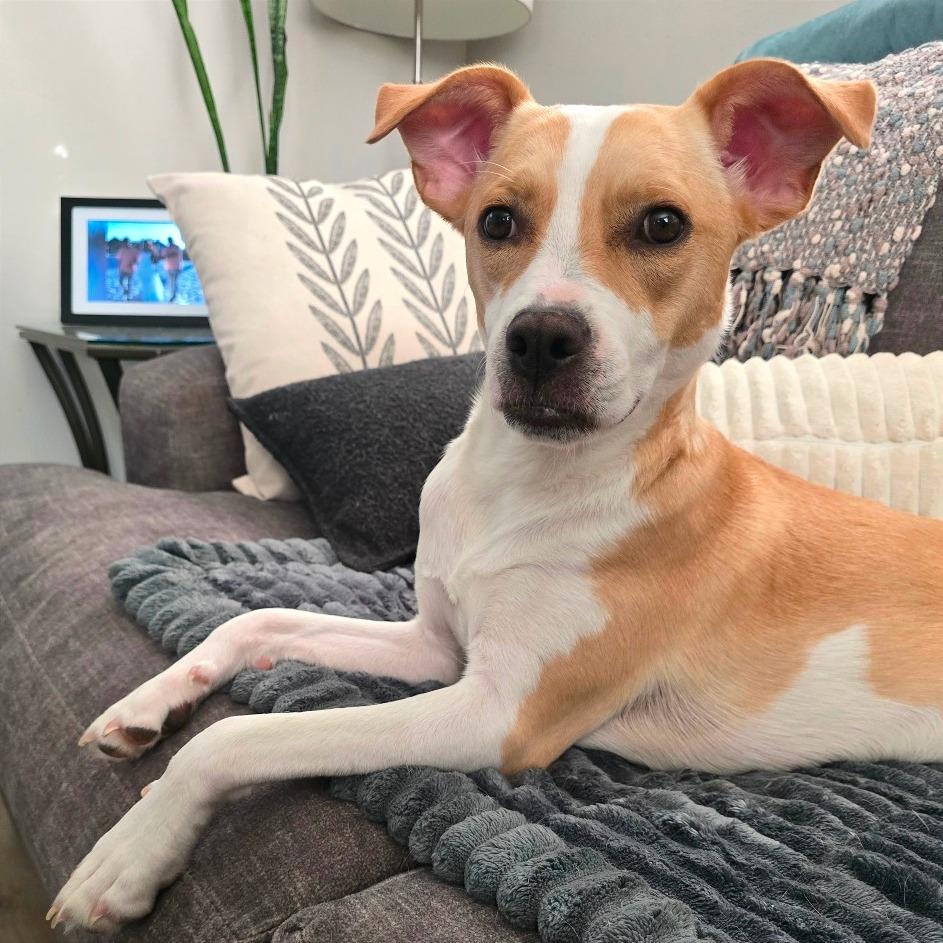 Enlarge Blossom, a Adoptable Mixed Breed in Jacksonville Beach, FL image 5/6