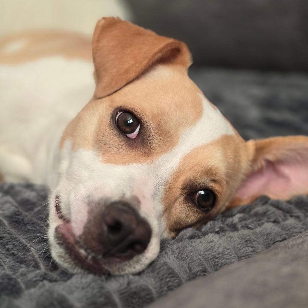 Enlarge Blossom, a Adoptable Mixed Breed in Jacksonville Beach, FL image 6/6