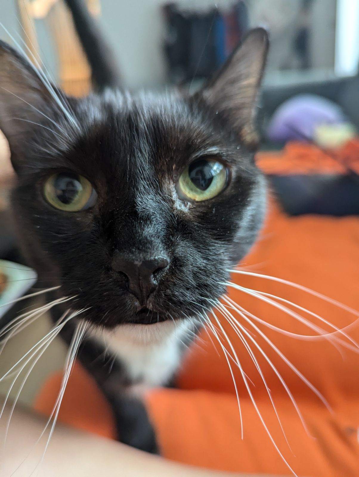 Enlarge Molly, a Adopted Tuxedo in Redondo Beach, CA image 2/5