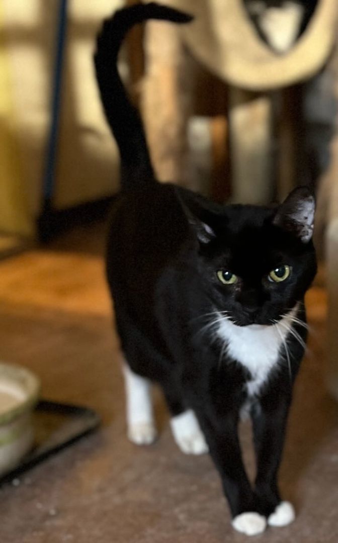 Enlarge Molly, a Adopted Tuxedo in Redondo Beach, CA image 4/5