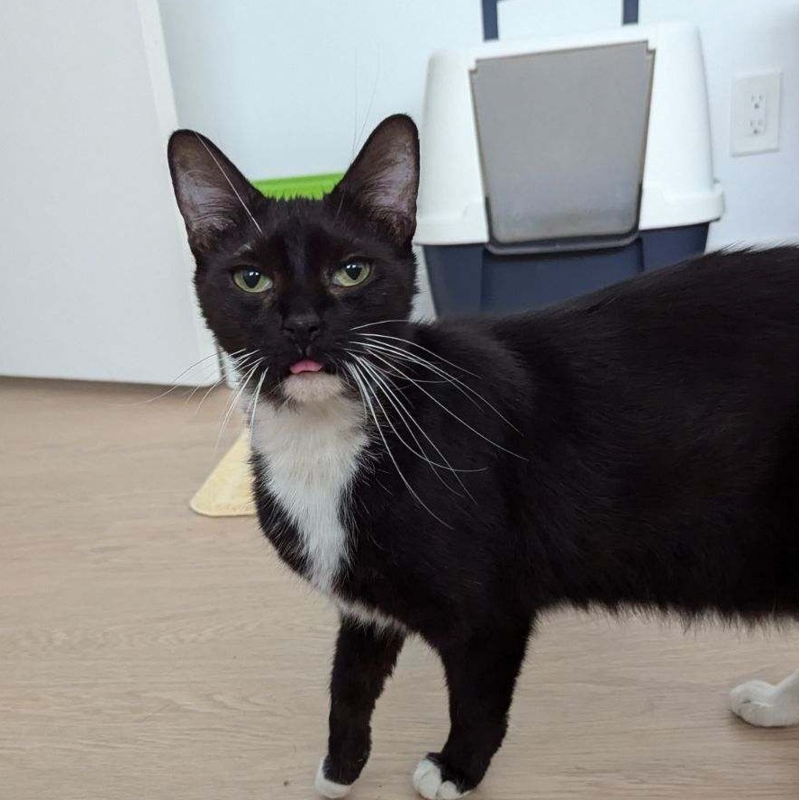 Enlarge Molly, a Adopted Tuxedo in Redondo Beach, CA image 3/5